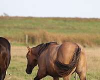 snip-horse