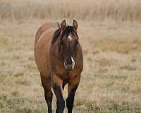 r-hind-sock-horse