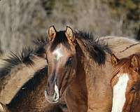 dun-w-blk-points-star-horse