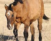dun-w-blk-points-snip-horse