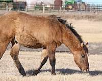 stallion-quarter-horse