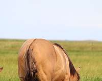 grulla-quarter-horse