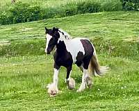 all-around-gypsy-vanner-horse