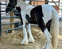 athletic-gypsy-vanner-horse