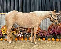 athletic-quarter-horse