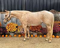 barrel-quarter-horse