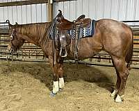 red-roan-west-horse
