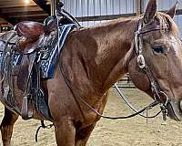 all-around-quarter-horse