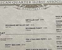 athletic-quarter-horse
