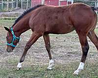 sorrel-4-white-sock-a-blaze-horse