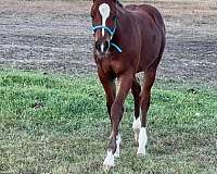 4-white-sock-a-blaze-horse