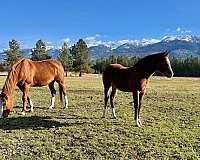 all-around-quarter-horse