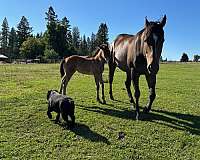 judge-cash-filly