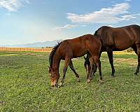 tuf-n-busy-filly