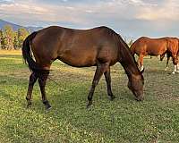 solid-bay-horse
