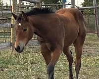 bay-solid-horse