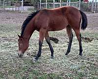 athletic-quarter-horse