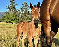 all-around-quarter-horse