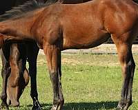 judge-filly