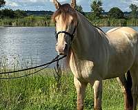 athletic-rocky-mountain-horse