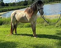 awesome-rocky-mountain-horse