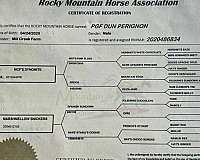 boy-rocky-mountain-horse