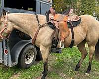 all-around-quarter-horse