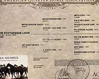 barrel-racing-quarter-horse