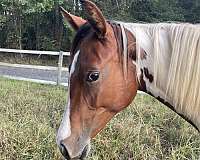 filly