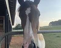 working-filly
