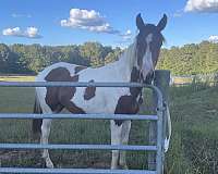 working-horse