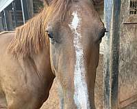 quarter-horse-for-sale