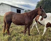 quarter-horse-gelding