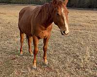 quarter-horse