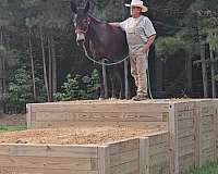some-white-horse