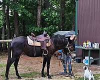 self-mule