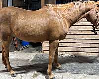 arabian-gelding