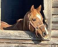 arabian-horse-for-sale