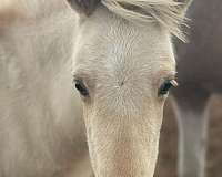 usihc-icelandic-stallion