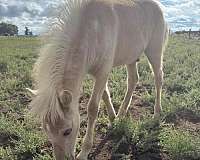 star-horse