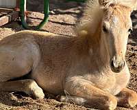 palomino-star-horse