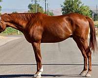 jumper-western-pleasure-thoroughbred-horse