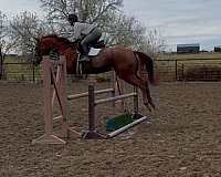 jumper-western-pleasure-gelding