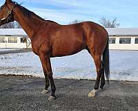 tampa-thoroughbred-horse