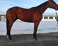 tampa-horse