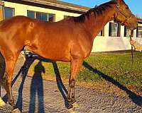 thoroughbred-gelding