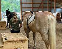 camp-haflinger-horse