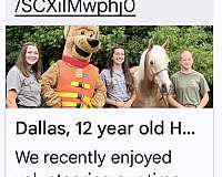 therapy-horse-haflinger