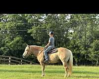 bathes-haflinger-horse