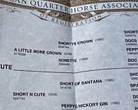 all-around-quarter-horse